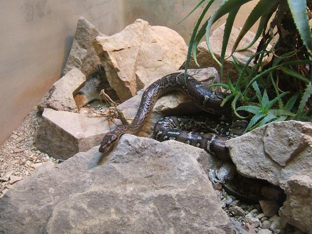angolan python