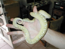 Aru male1