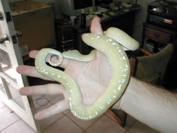 Aru male1