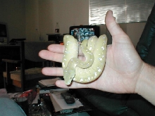 GTP Aru male