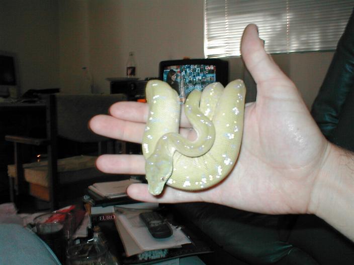 GTP Aru male