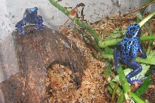 my first azureus frogs