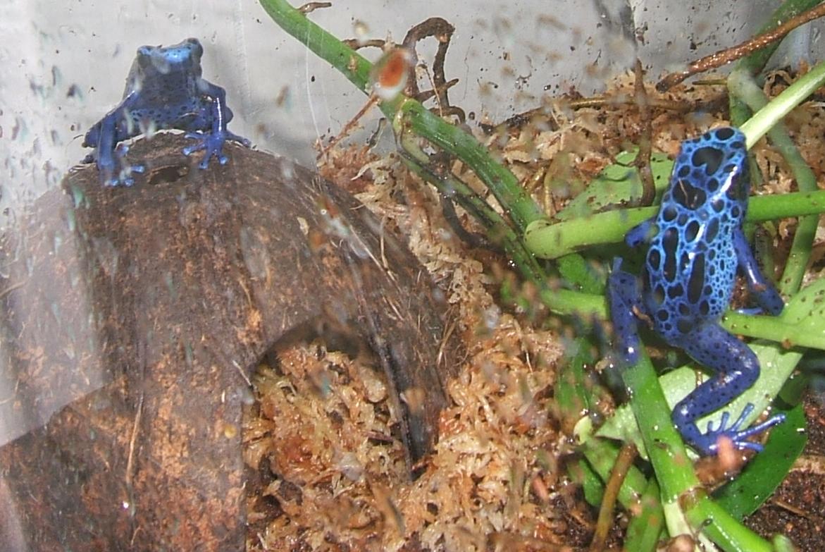 my first azureus frogs