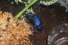 my first azureus frogs