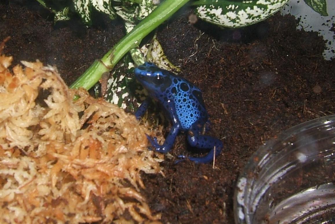 my first azureus frogs