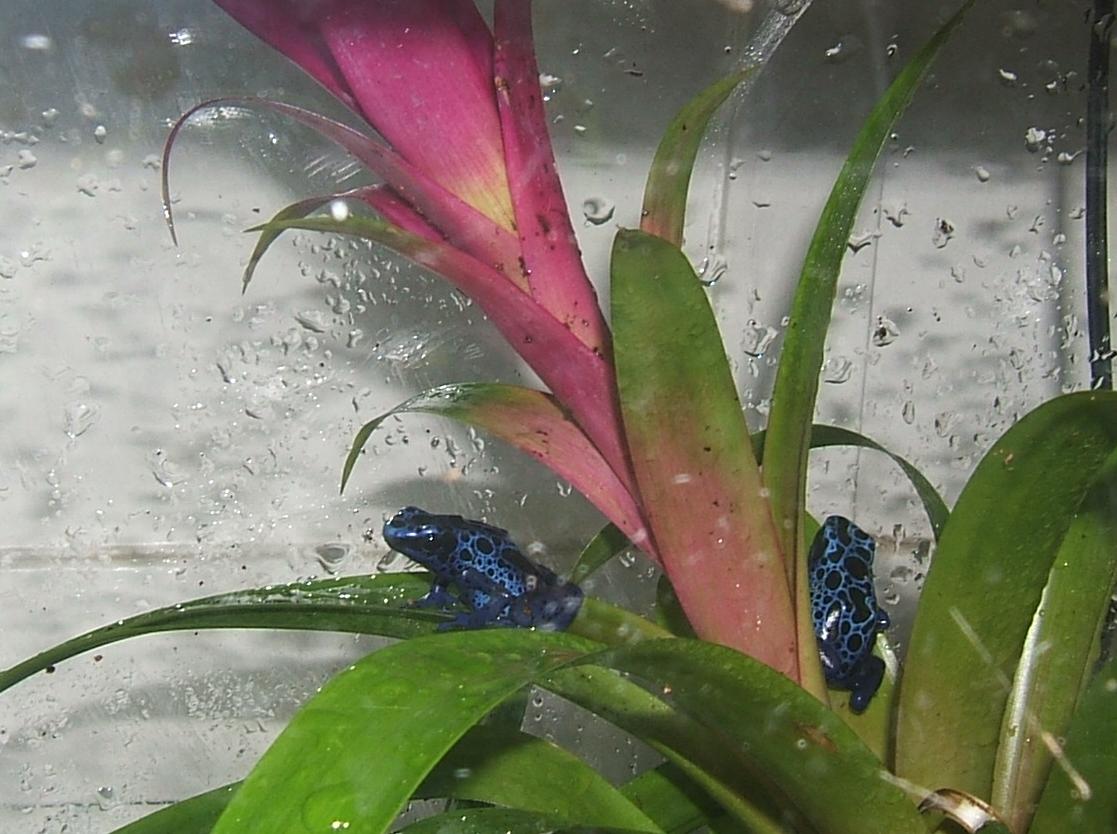 my first azureus frogs
