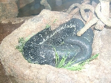 boelen's python