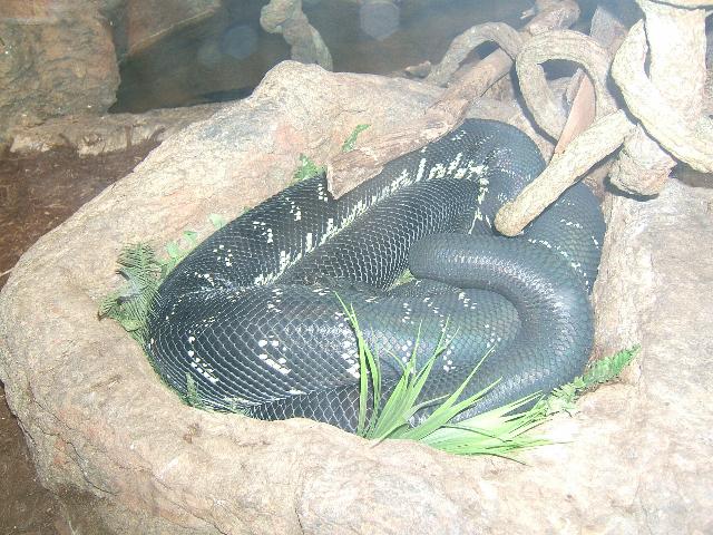 boelen's python