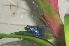 my first azureus frogs