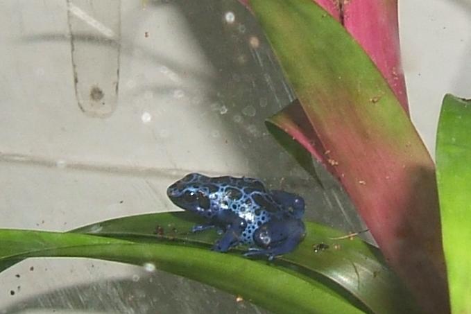 my first azureus frogs