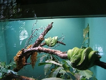 chondros at san diego zoo
