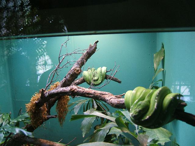 chondros at san diego zoo