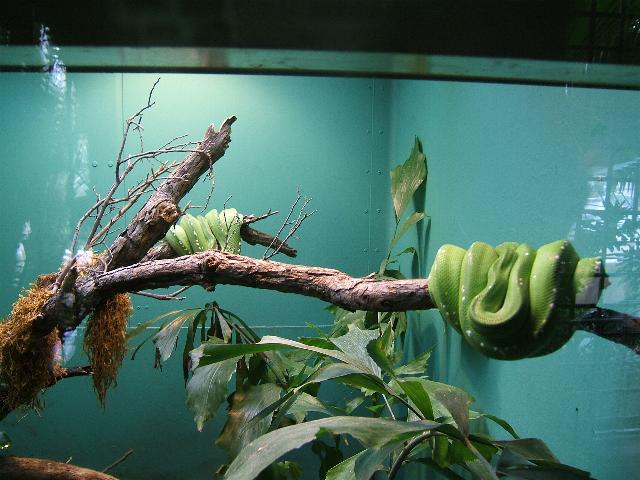 chondros at san diego zoo