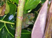 Chamaeleo jacksonii jacksonii female