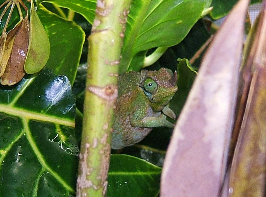 Chamaeleo jacksonii jacksonii female