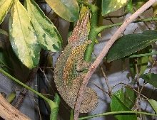Chamaeleo jacksonii jacksonii male