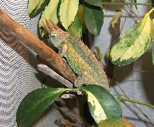 Chamaeleo jacksonii jacksonii male