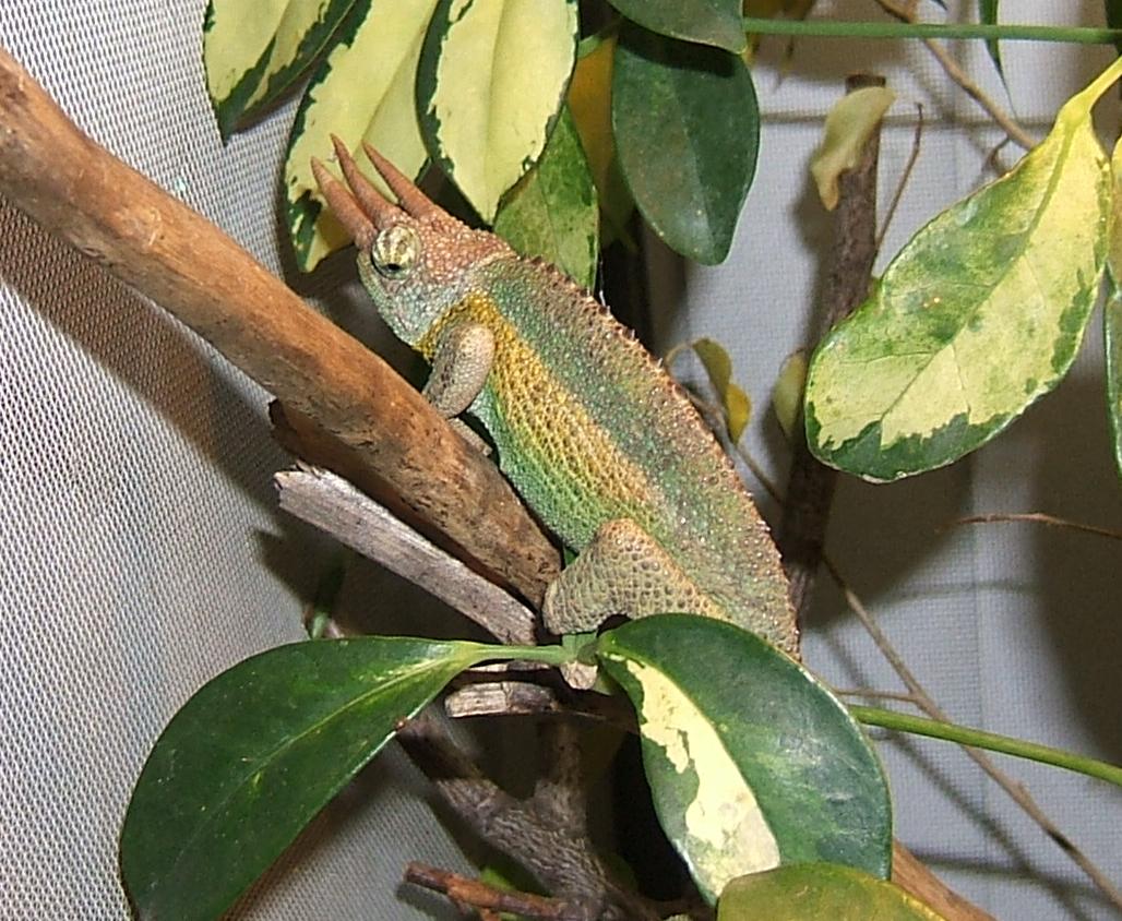 Chamaeleo jacksonii jacksonii male