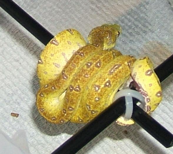 Aru GTP