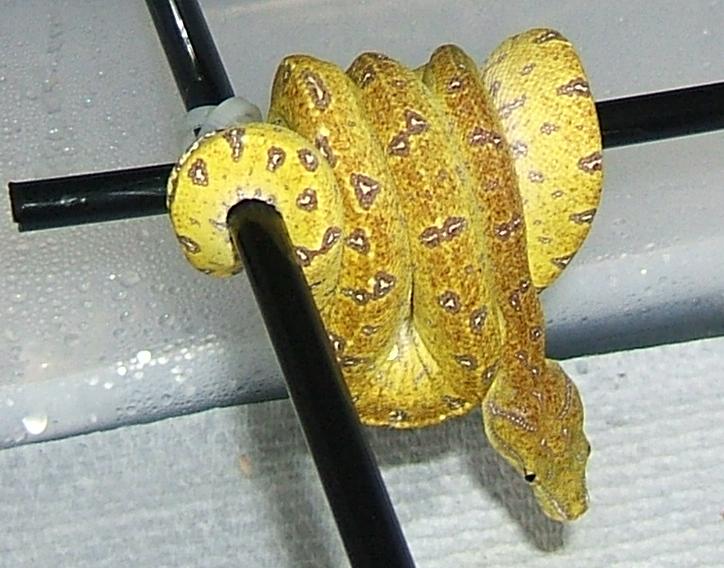 Aru GTP