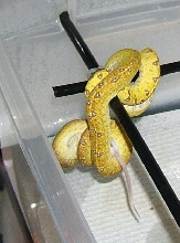 Aru gtp eating