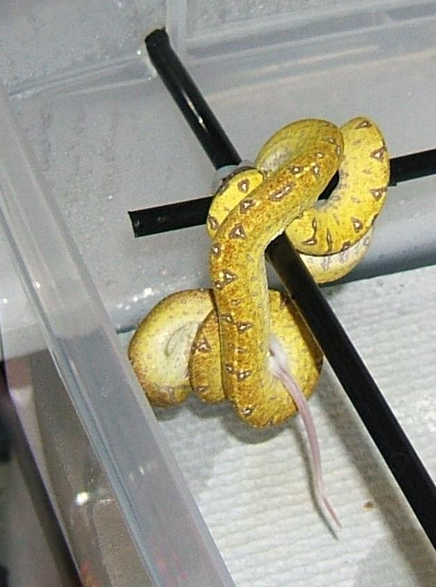 Aru gtp eating