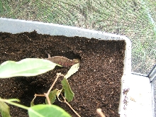Furcifer major laying eggs
