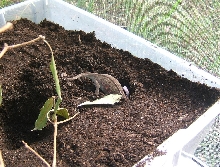 Furcifer major laying eggs