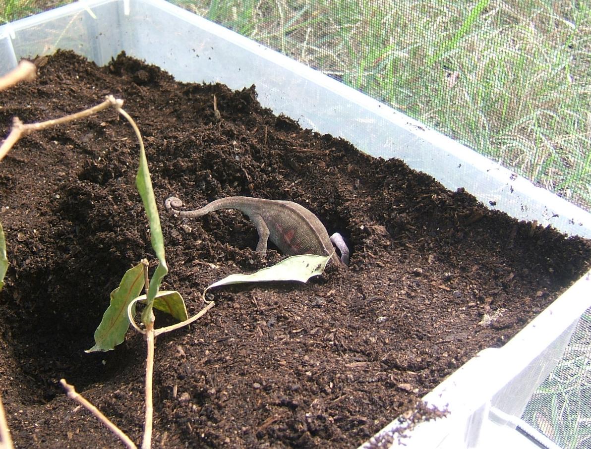 Furcifer major laying eggs
