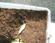 Furcifer major laying eggs
