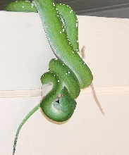 female aru-type gtp