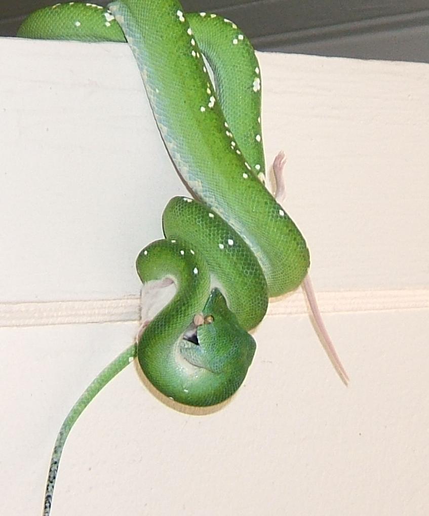 female aru-type gtp