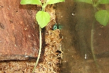 Funny - Baby auratus