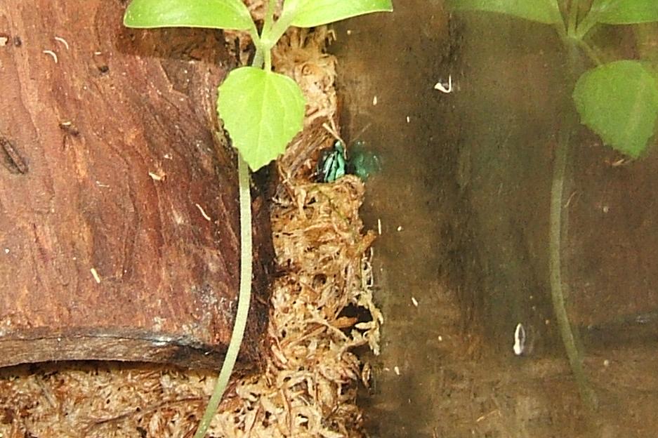 Funny - Baby auratus