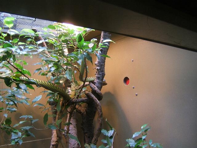 green mamba at san diego zoo