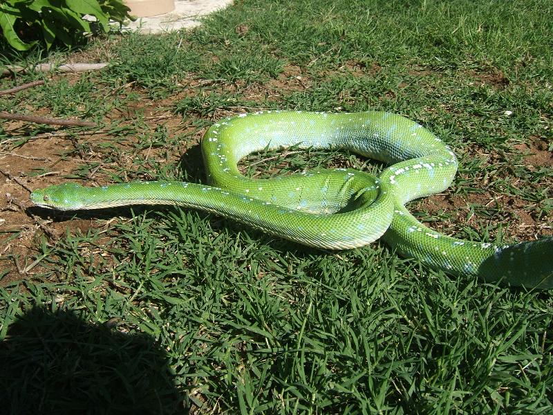 green tree python in the grass