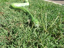 green tree python in the grass