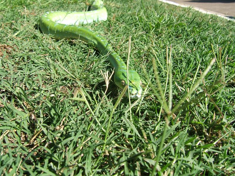 green tree python in the grass