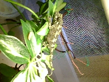 female jackson's chameleon