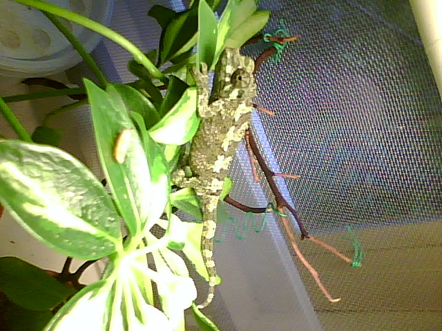 female jackson's chameleon