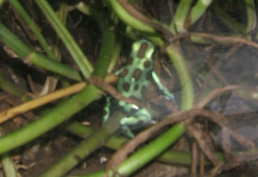 little auratus