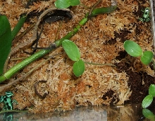 first auratus froglets