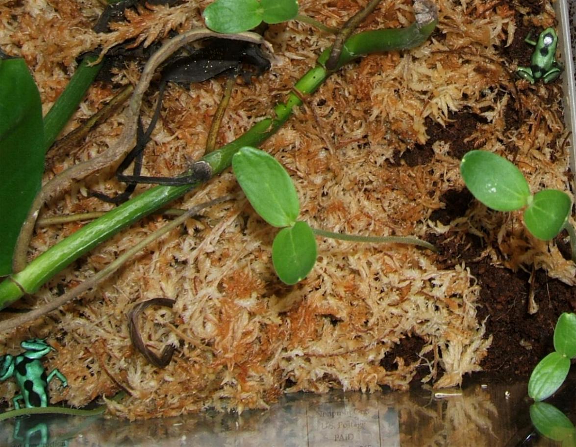 first auratus froglets