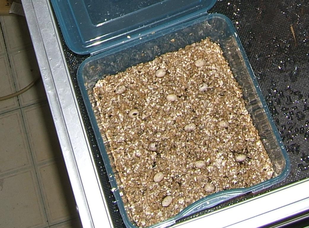 Furcifer major laying eggs