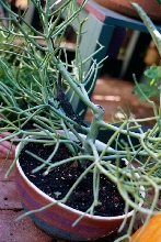 male Kinyongia xenorhinum