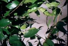 male Kinyongia xenorhinum