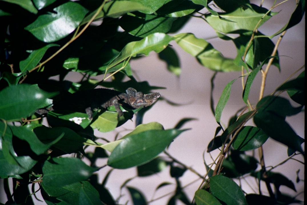 male Kinyongia xenorhinum