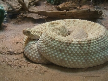 neotropical rattlesnake at san diego zoo
