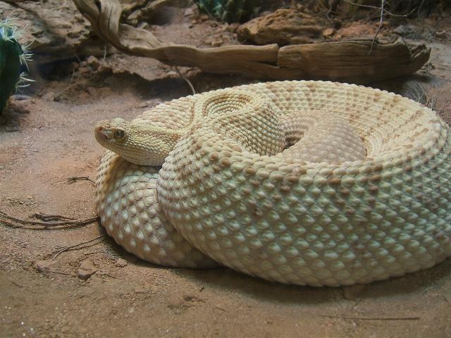 neotropical rattlesnake at san diego zoo