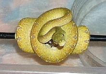 aru
